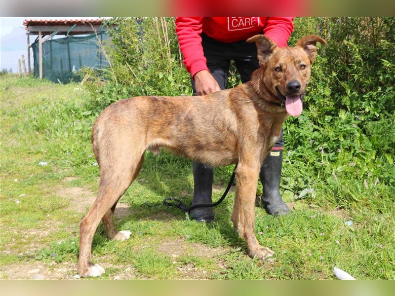 Baker, Labrador-Mix, lieb und verträglich