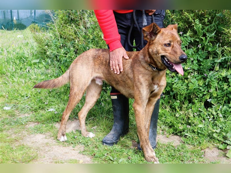 Baker, Labrador-Mix, lieb und verträglich