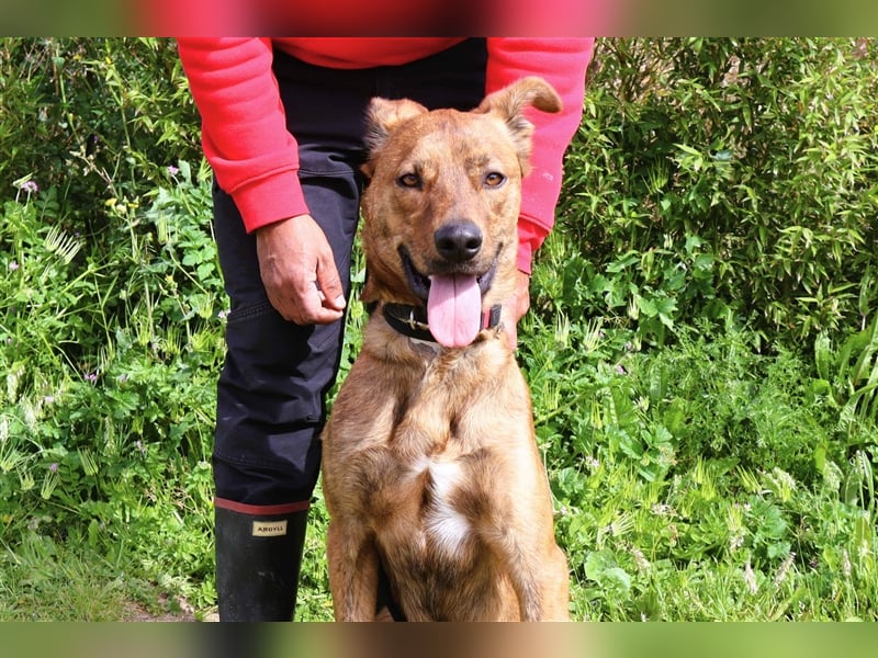 Baker, Labrador-Mix, lieb und verträglich