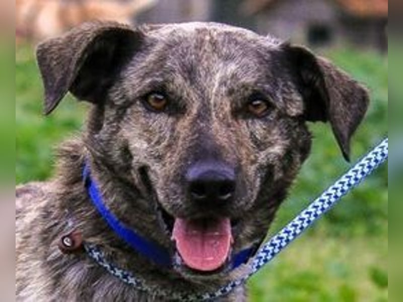 Benito, Mix Labrador / Rafeiro Alentejano, lieb und sozial