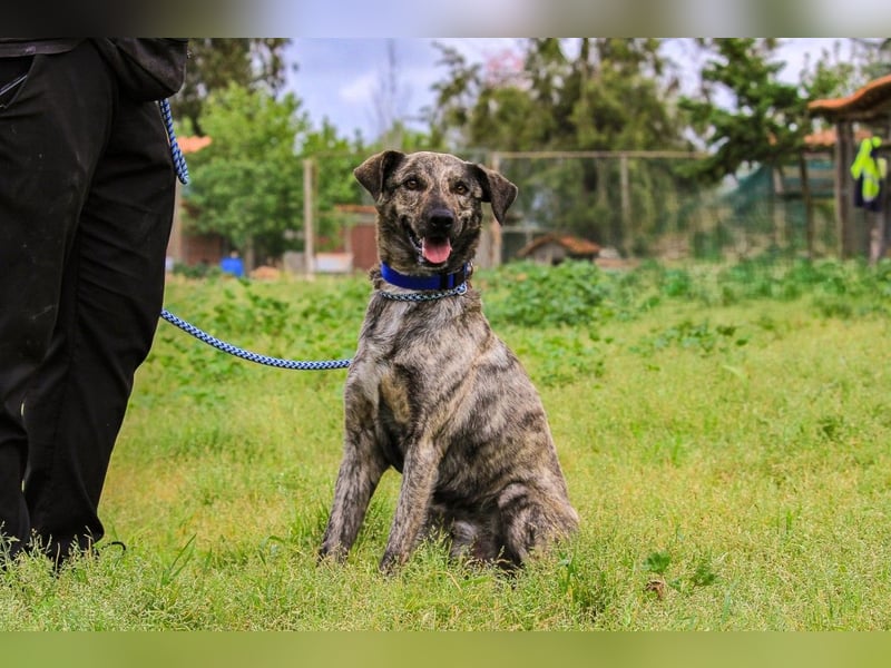Benito, Mix Labrador / Rafeiro Alentejano, lieb und sozial