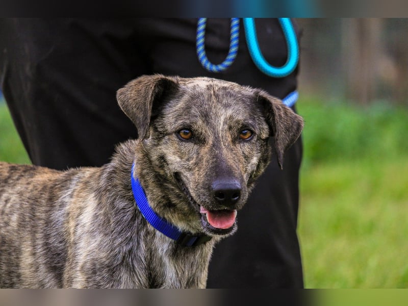 Benito, Mix Labrador / Rafeiro Alentejano, lieb und sozial