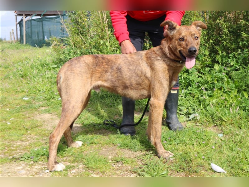 Baker, Labrador-Mix, lieb und verträglich