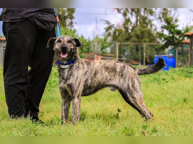 Benito, Mix Labrador / Rafeiro Alentejano, lieb und sozial