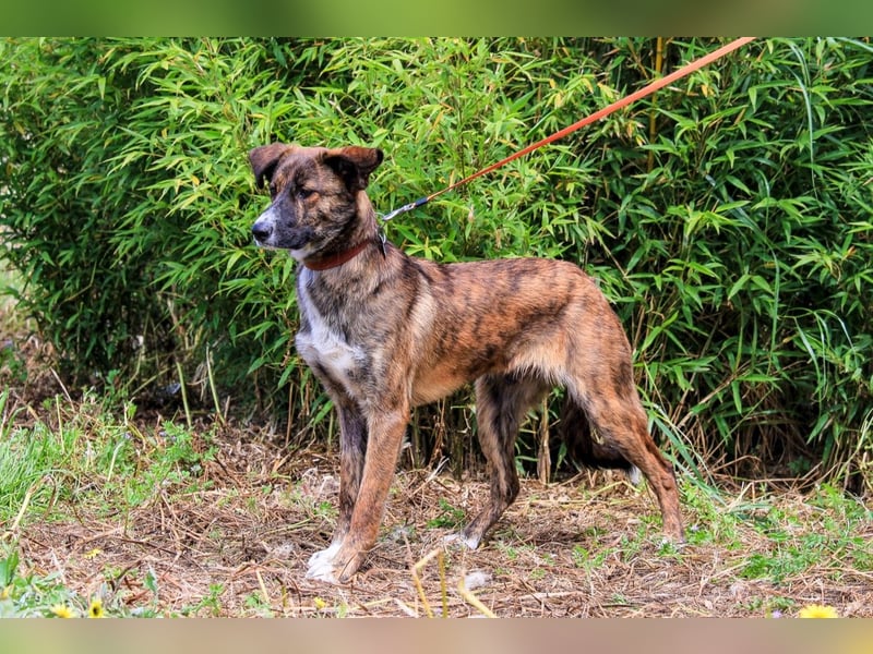 Peanut, Mix Labrador / Rafeiro Alentejano, lieb und sozial