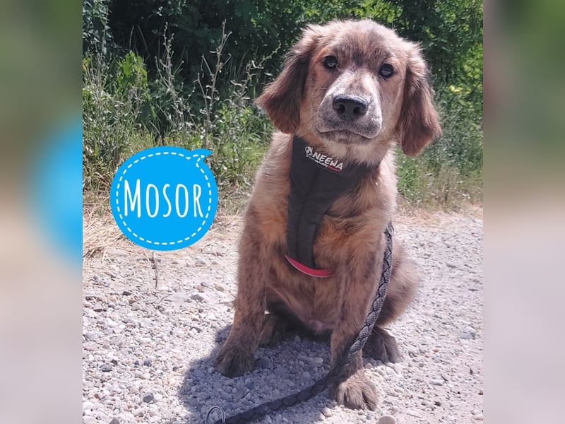 Mosor würde so gerne Liebe erfahren