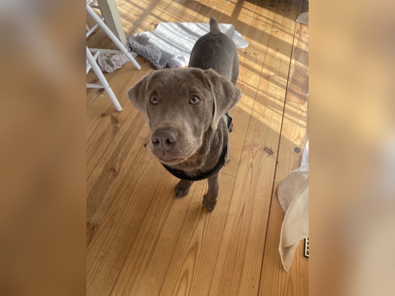 Labrador Silber 5 Monate