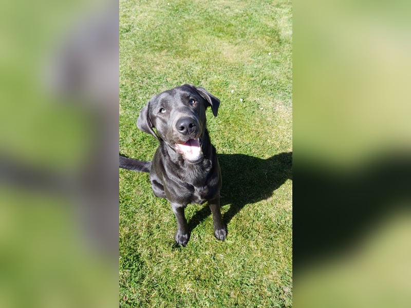 Labrador