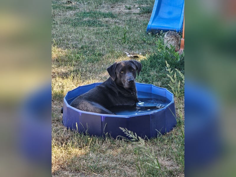 Labrador