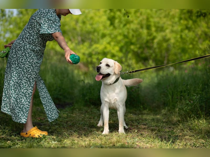 Reinrassiger junger Labrador Berndt sucht dringend neues Zuhause.