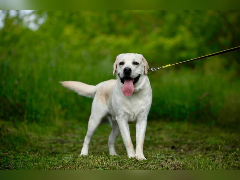 Reinrassiger junger Labrador Berndt sucht dringend neues Zuhause.
