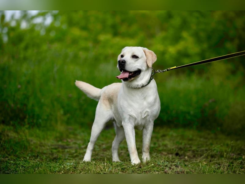 Reinrassiger junger Labrador Berndt sucht dringend neues Zuhause.