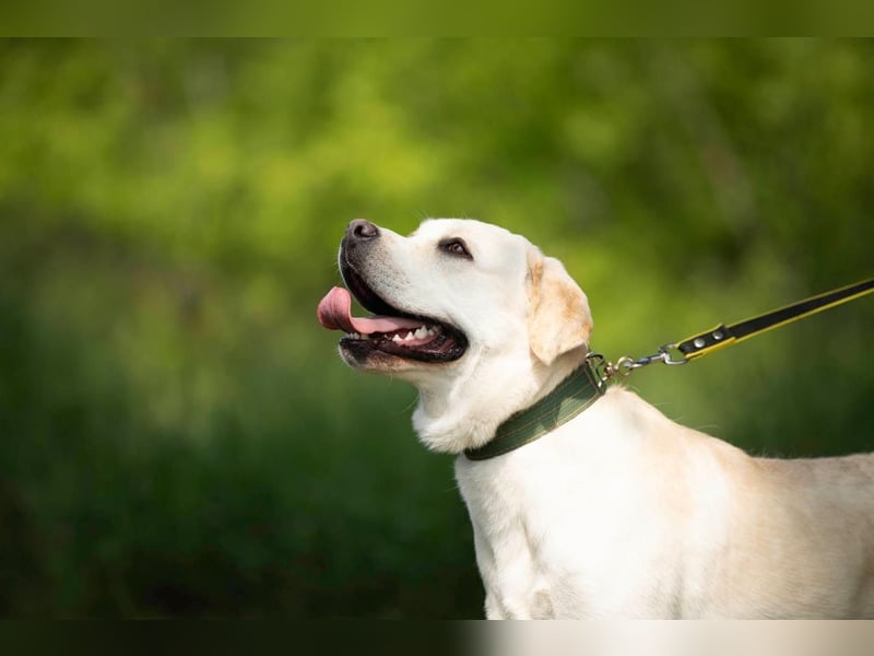 Reinrassiger junger Labrador Berndt sucht dringend neues Zuhause.