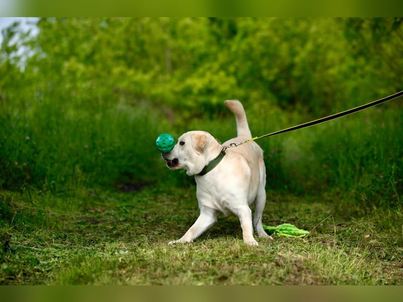 Reinrassiger junger Labrador Berndt sucht dringend neues Zuhause.