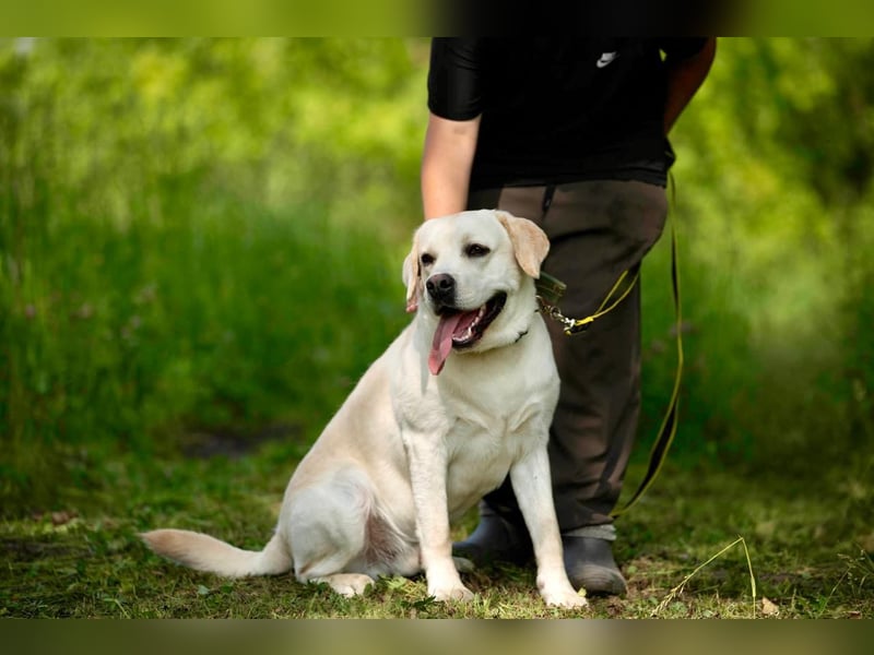 Reinrassiger junger Labrador Berndt sucht dringend neues Zuhause.