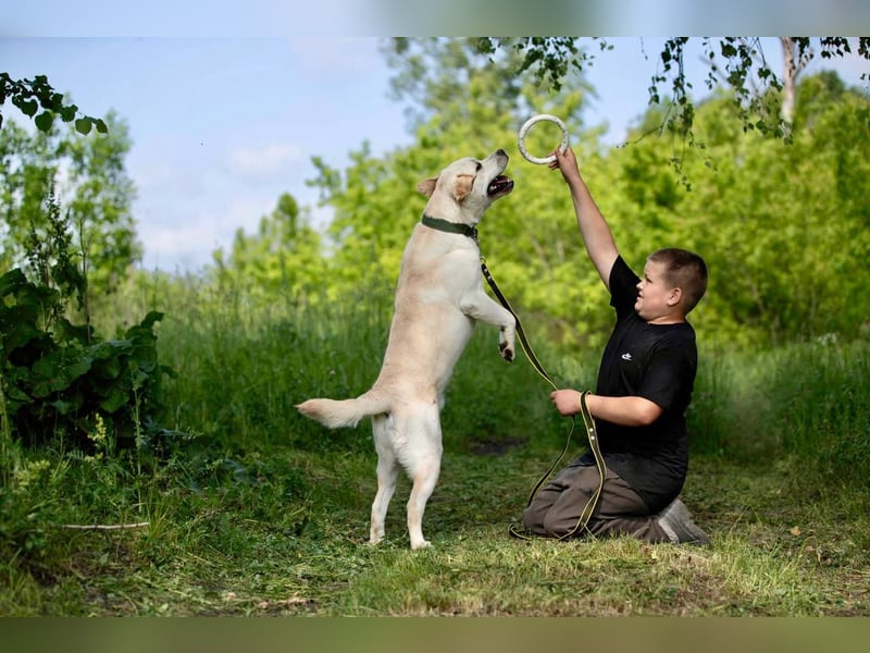 Reinrassiger junger Labrador Berndt sucht dringend neues Zuhause.