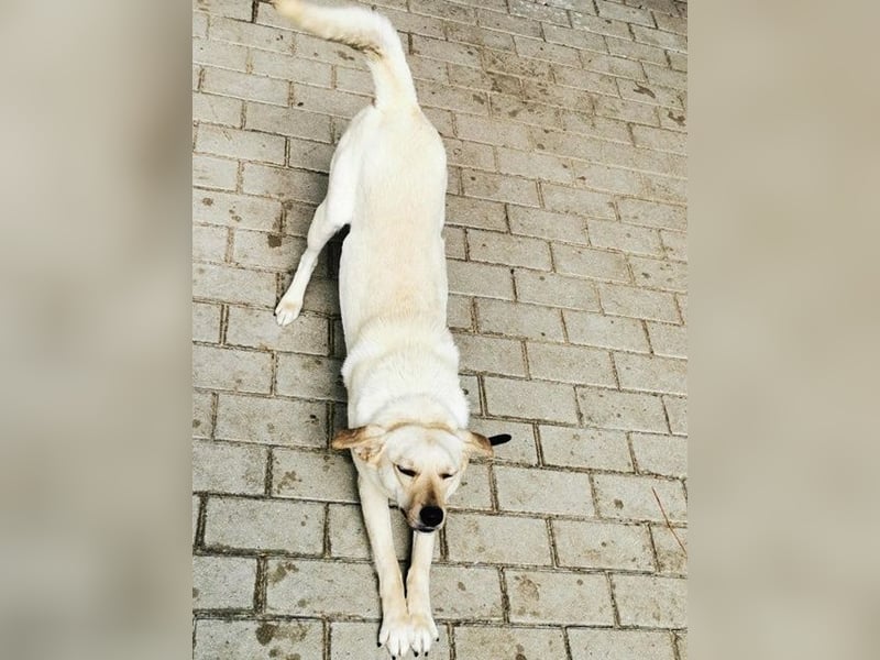 Rocky, Labrador-Mix, geb. 2022, netter Rüde sucht Zuhause