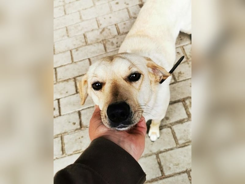 Rocky, Labrador-Mix, geb. 2022, netter Rüde sucht Zuhause