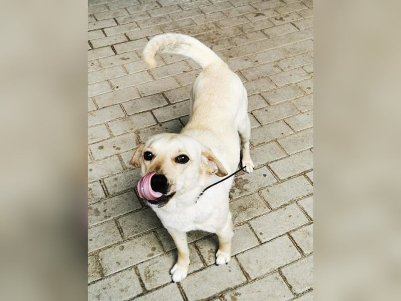 Rocky, Labrador-Mix, geb. 2022, netter Rüde sucht Zuhause