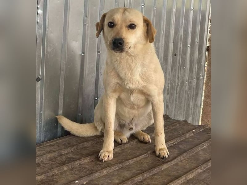 Rocky, Labrador-Mix, geb. 2022, netter Rüde sucht Zuhause