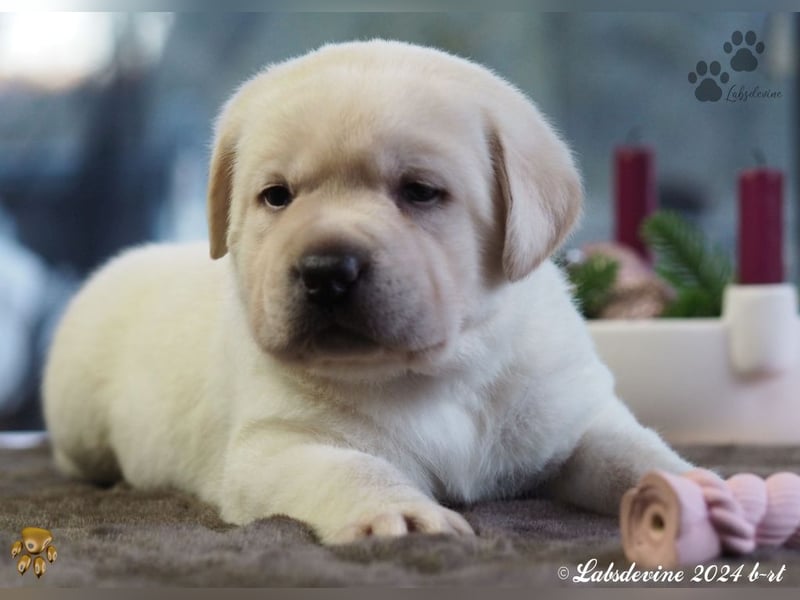 Traumhafte Labrador-Welpen suchen ein liebevolles Zuhause!