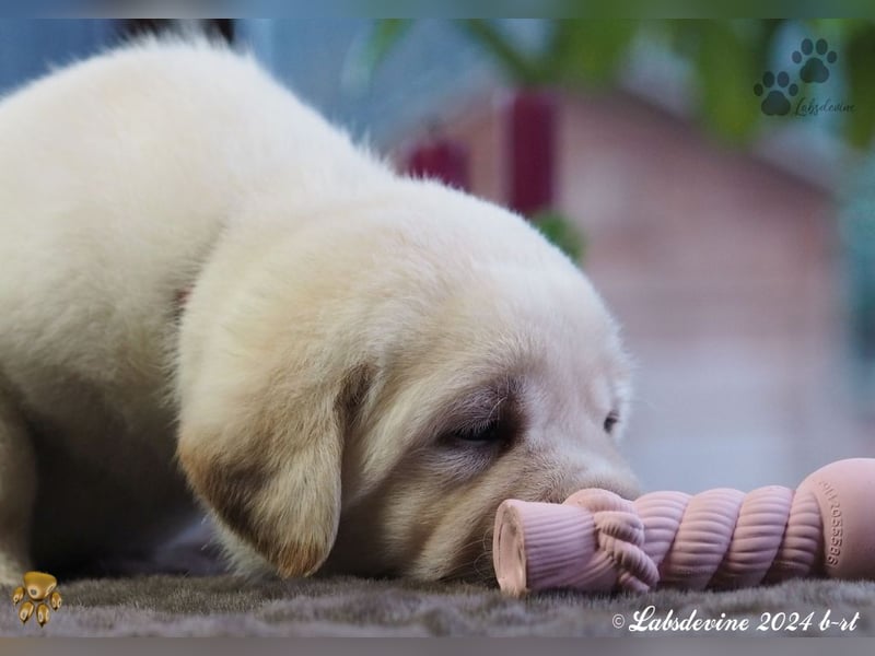 Traumhafte Labrador-Welpen suchen ein liebevolles Zuhause!