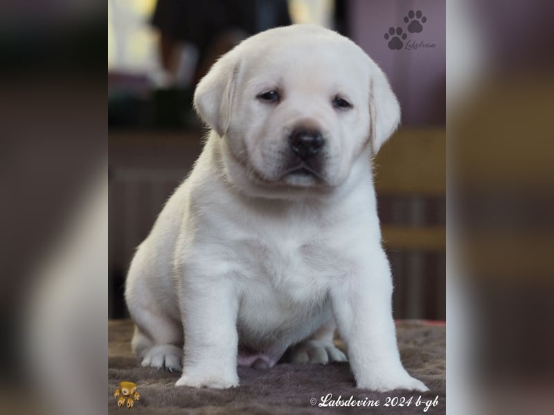 Traumhafte Labrador-Welpen suchen ein liebevolles Zuhause!
