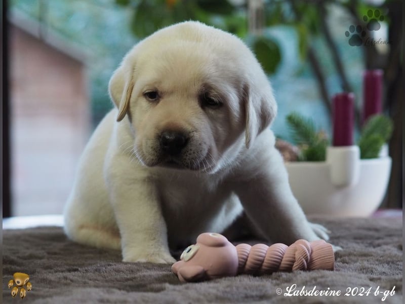 Traumhafte Labrador-Welpen suchen ein liebevolles Zuhause!