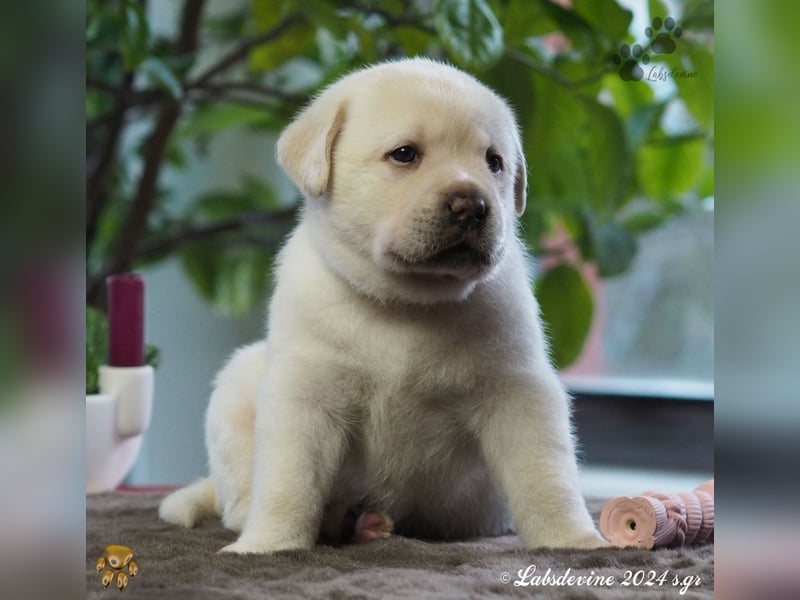 Traumhafte Labrador-Welpen suchen ein liebevolles Zuhause!