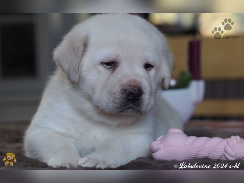 Traumhafte Labrador-Welpen suchen ein liebevolles Zuhause!