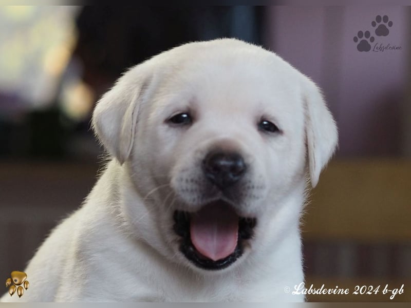 Traumhafte Labrador-Welpen suchen ein liebevolles Zuhause!