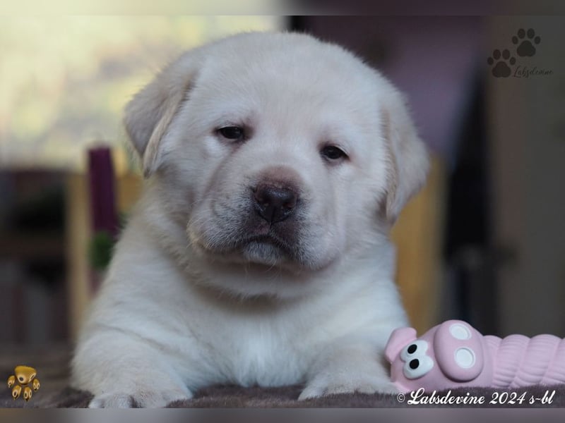 Traumhafte Labrador-Welpen suchen ein liebevolles Zuhause!
