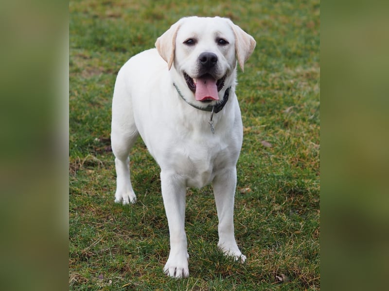 Traumhafte Labrador-Welpen suchen ein liebevolles Zuhause!