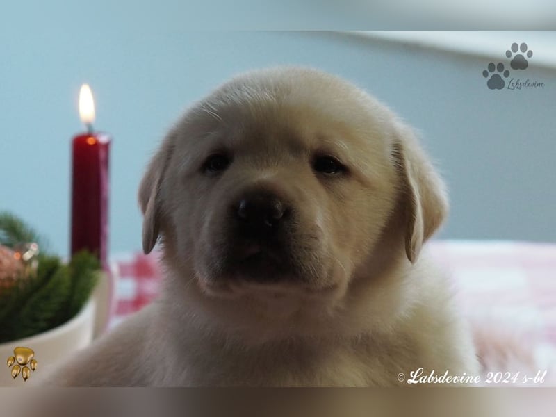 Traumhafte Labrador-Welpen suchen ein liebevolles Zuhause!