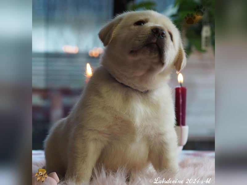 Traumhafte Labrador-Welpen suchen ein liebevolles Zuhause!