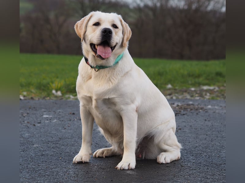 Traumhafte Labrador-Welpen suchen ein liebevolles Zuhause!