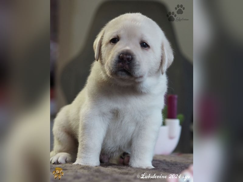 Traumhafte Labrador-Welpen suchen ein liebevolles Zuhause!
