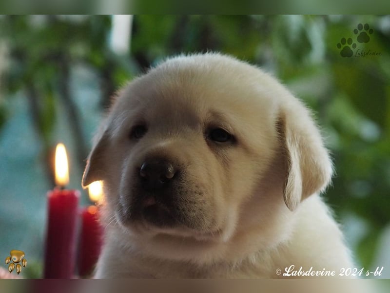 Traumhafte Labrador-Welpen suchen ein liebevolles Zuhause!