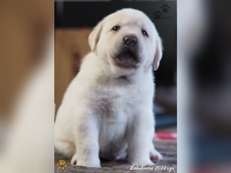 Traumhafte Labrador-Welpen suchen ein liebevolles Zuhause!