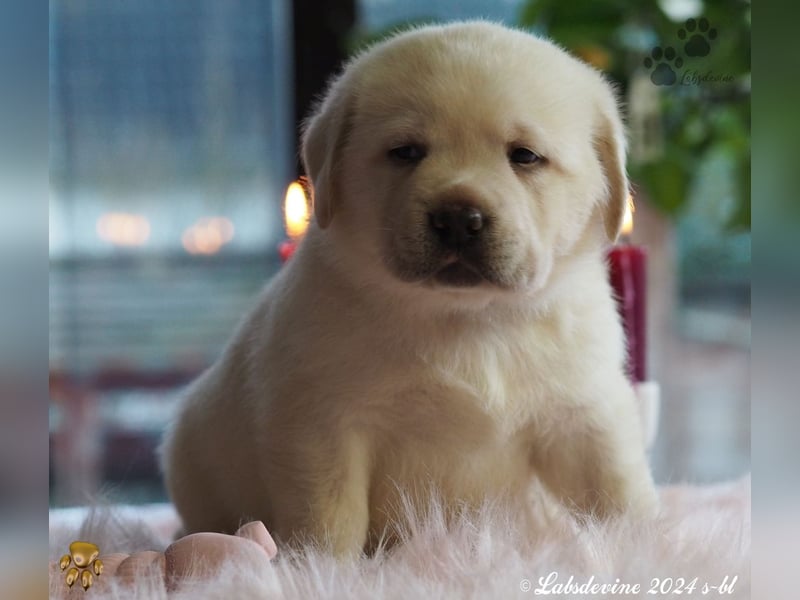 Traumhafte Labrador-Welpen suchen ein liebevolles Zuhause!