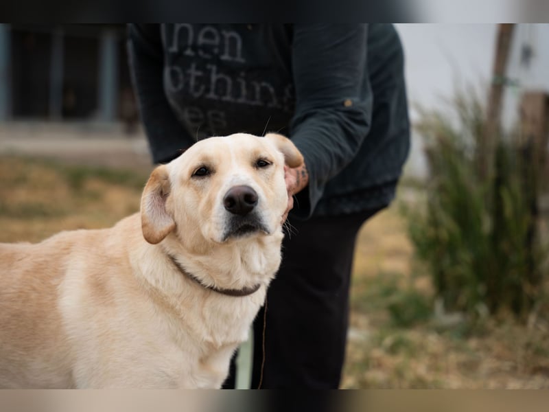 Ben - Junger Herzenshund sucht seine Menschen