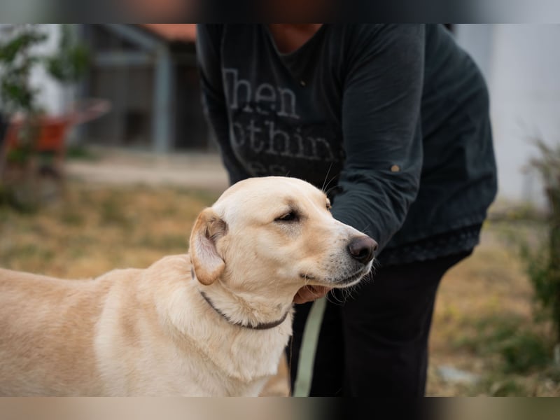 Ben - Junger Herzenshund sucht seine Menschen