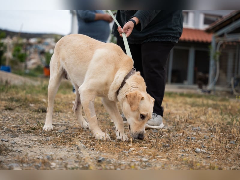 Ben - Junger Herzenshund sucht seine Menschen