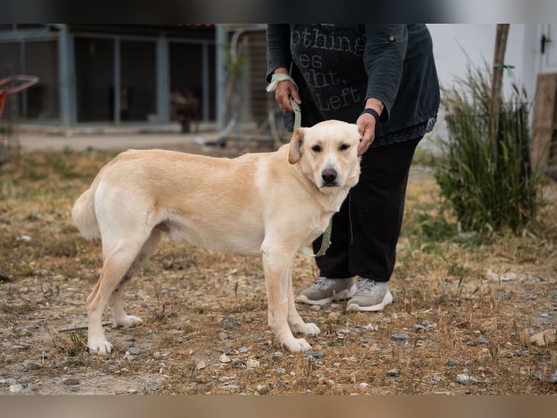 Ben - Junger Herzenshund sucht seine Menschen