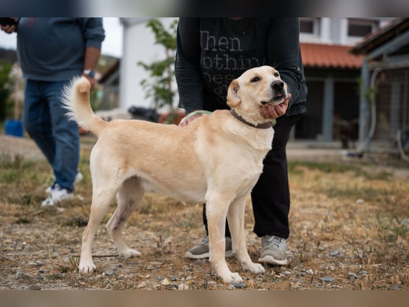 Ben - Junger Herzenshund sucht seine Menschen