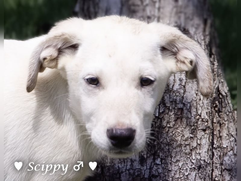 Scippy sucht  noch ein Zuhause