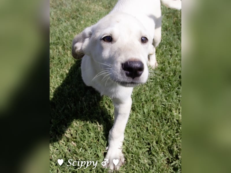 Scippy sucht  noch ein Zuhause