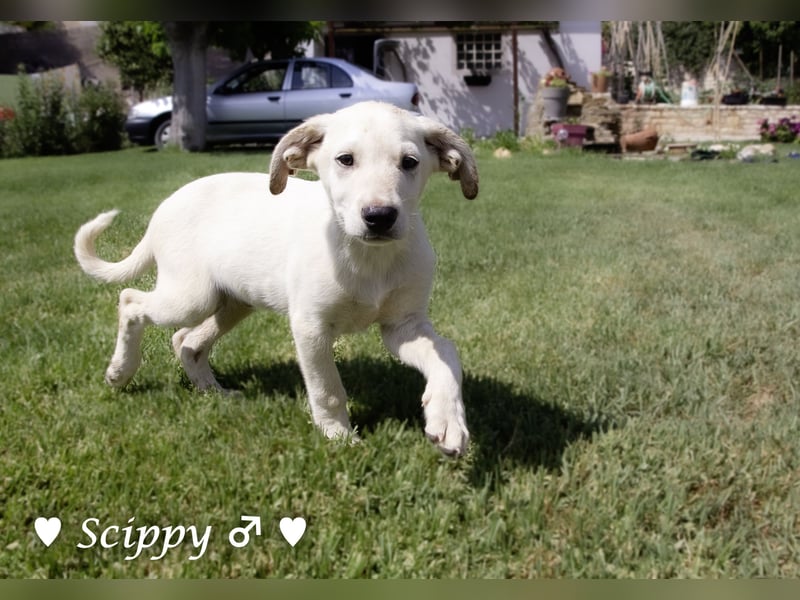 Scippy sucht  noch ein Zuhause