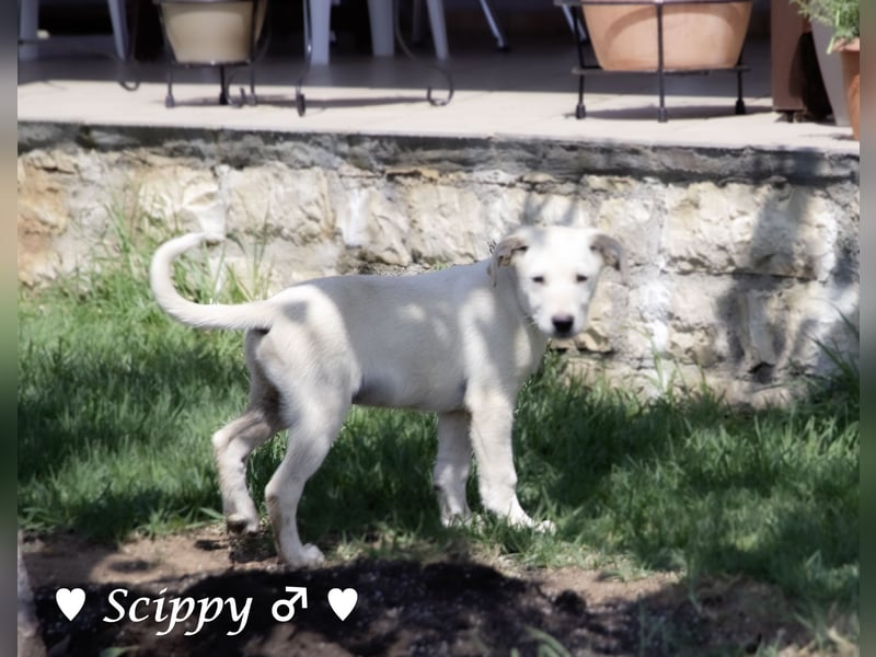 Scippy sucht  noch ein Zuhause