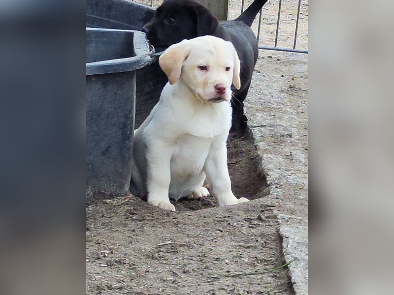 Reinrassige Labrador Welpen ab sofort abzugeben